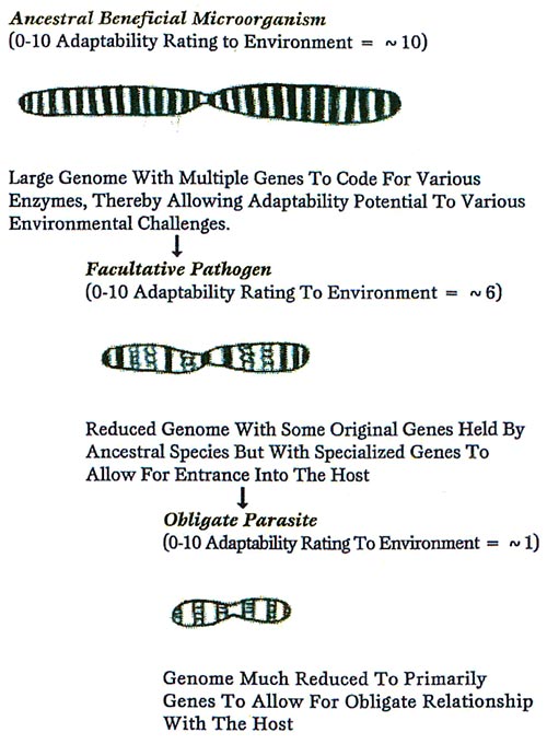 Adaptibility of Organism to Stresses