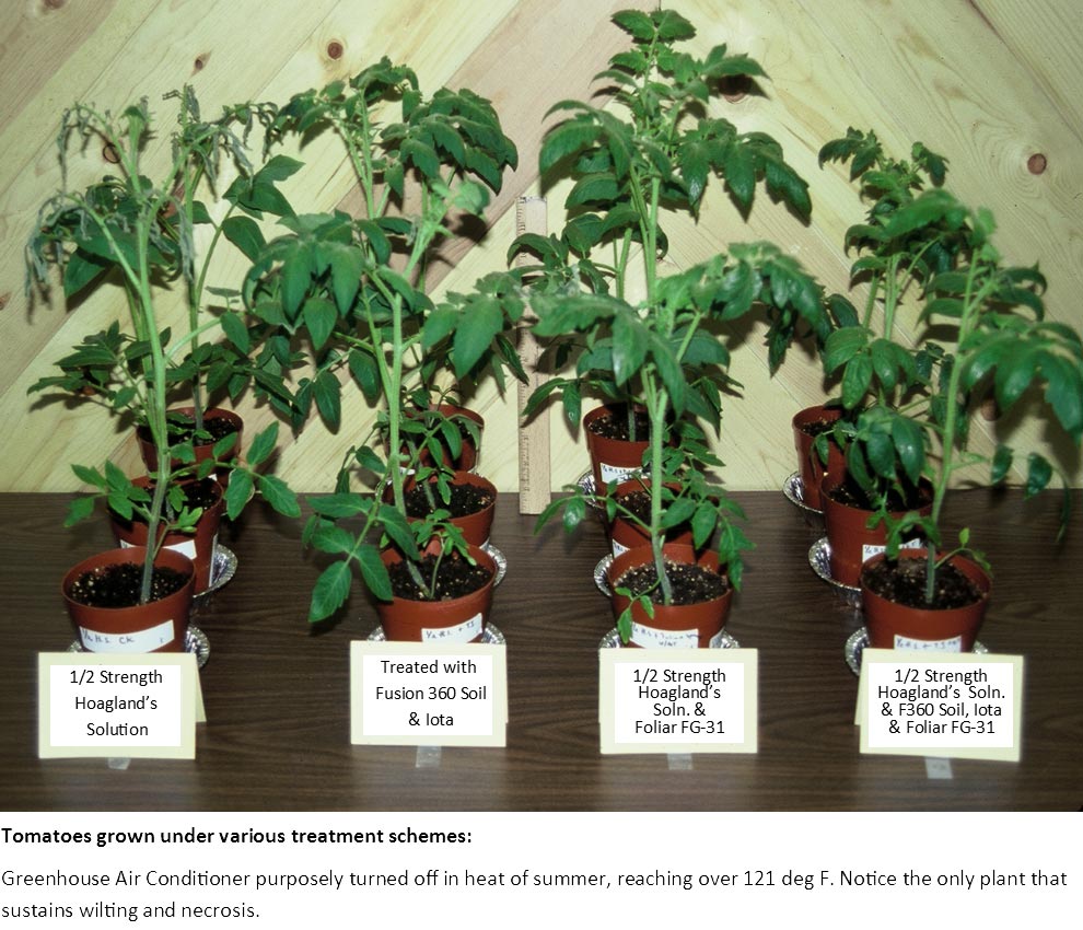 Tomatoes Heat Treatment Trial