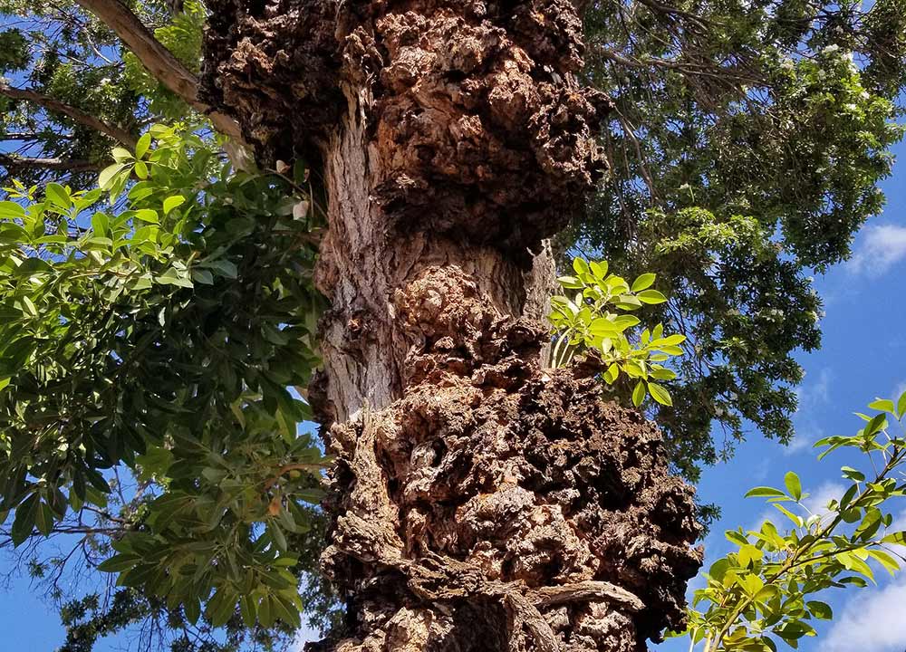 Walnut Tree with Severe Crown Gall