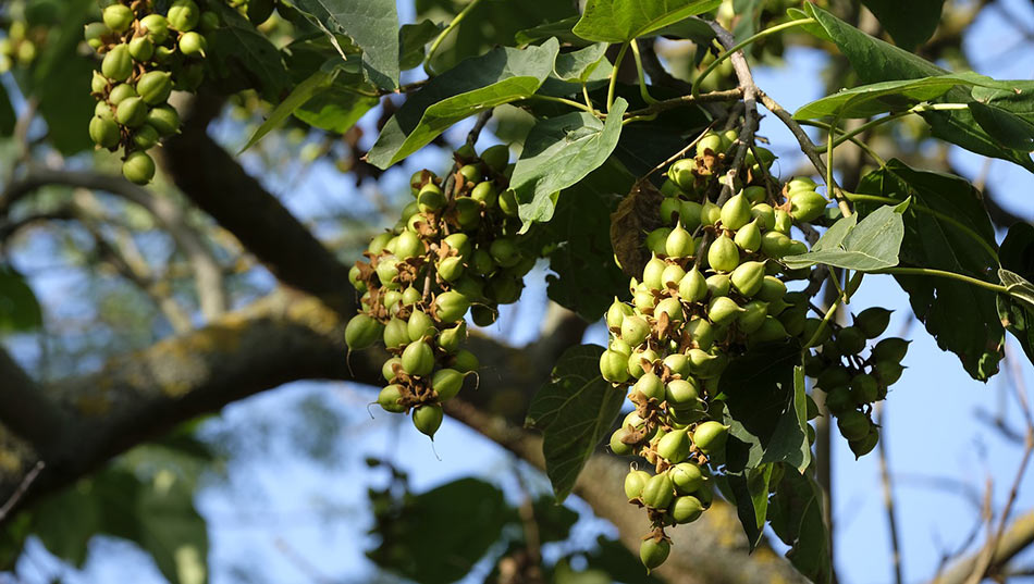 Treatment of Noninfectious Bud Failure (Crazy Top) in Almond Trees