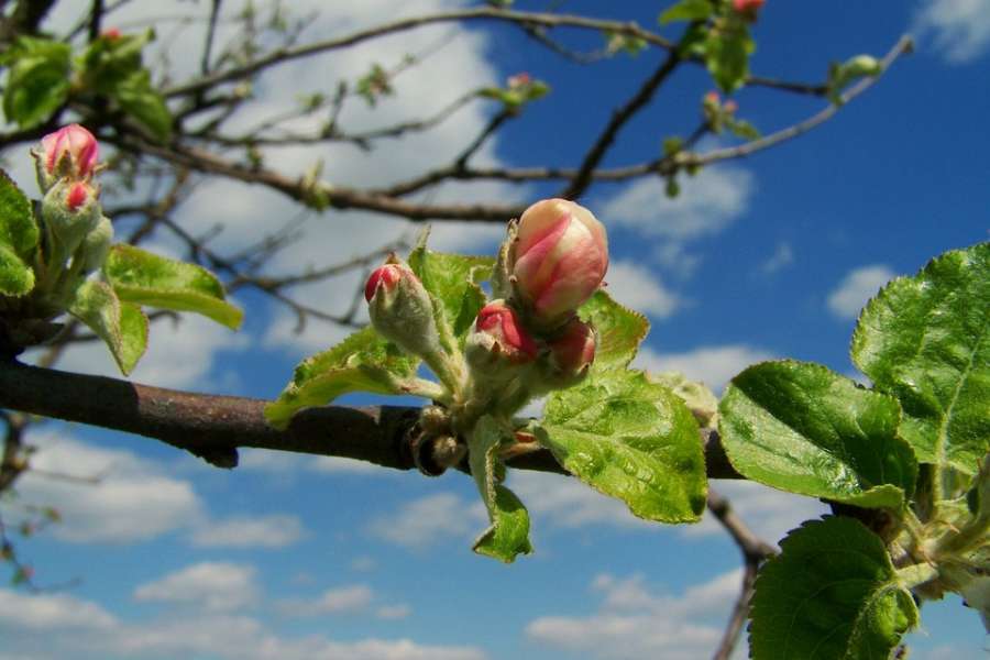 Deciduous Fruit Trees - Spring Push