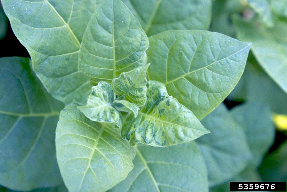 Symptoms of Tobacco Mosaic Virus