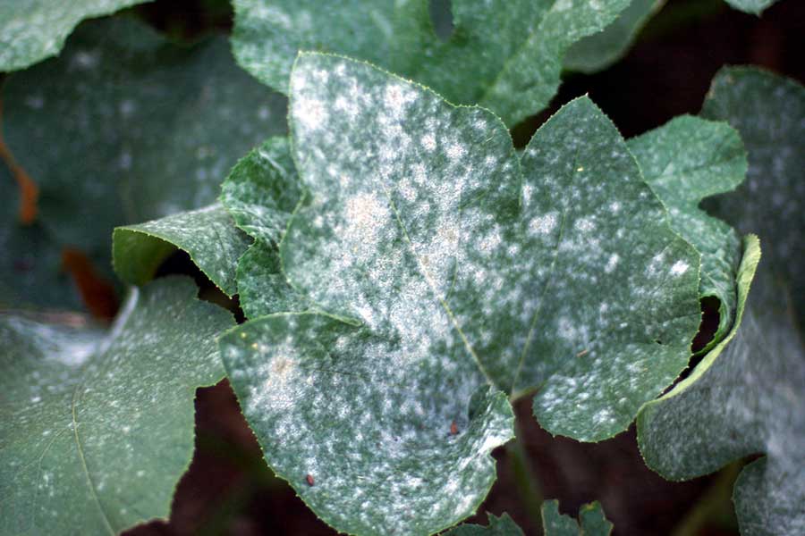 Example of Powdery Mildew on a Pumpkin Plant Leaf