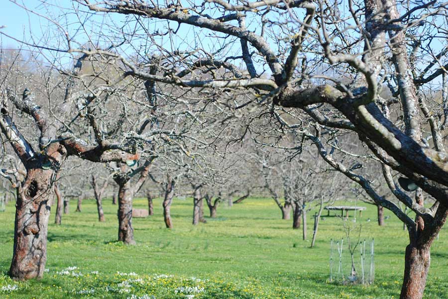Using Dormant Sprays on Orchard Trees and Vines
