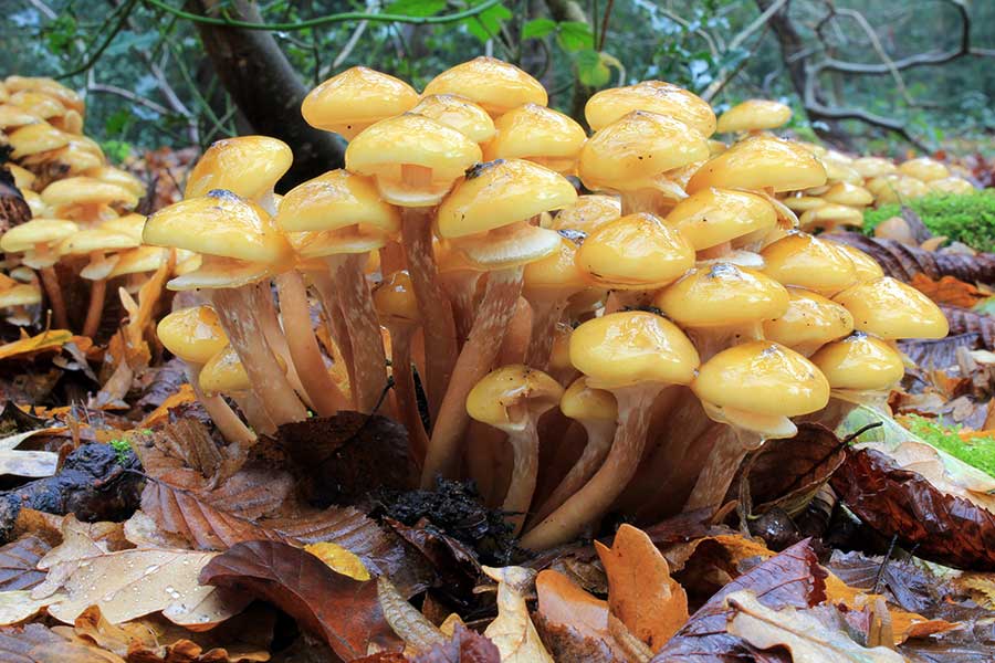 Oak Root Fungus, Armillaria mellea (honey fungus)