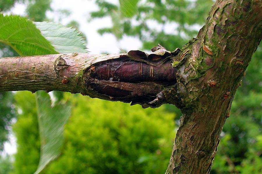 Bacterial canker damage (Pseudomonas syringae) to sweet cherry tree
