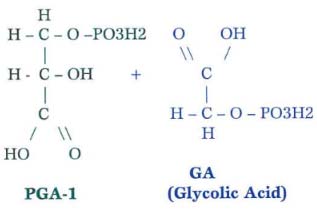 C-3 and C-4 physiology differences - Hot temperatures and intense sunlight