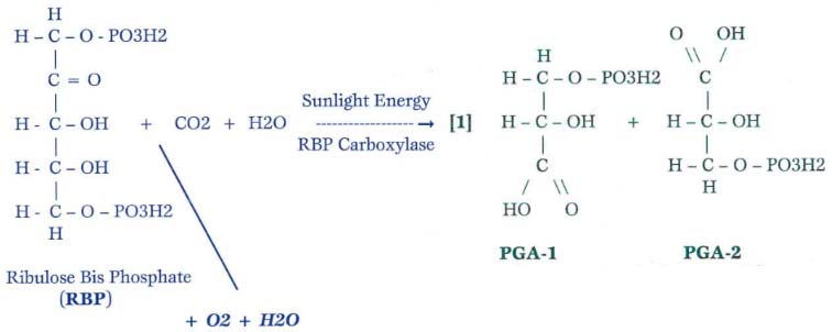 C-3 and C-4 physiology differences mild temperatures and sunlight