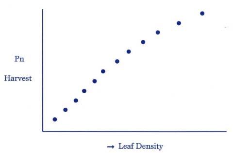 Photosynethic harvest vs leaf density