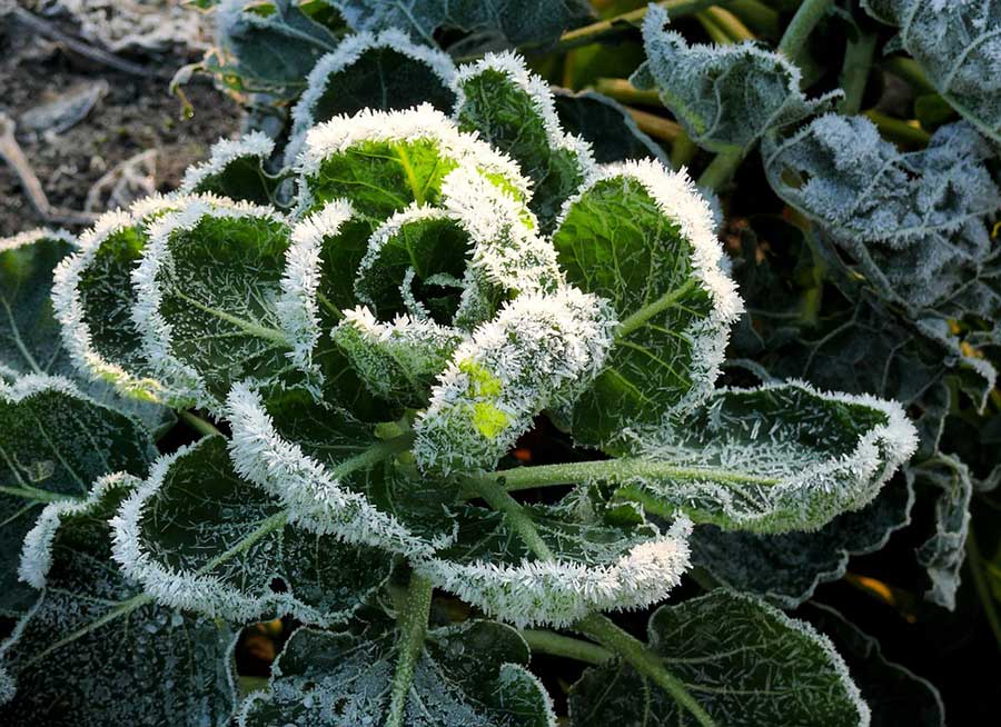 Plant Freeze Damage & Bacterial Canker