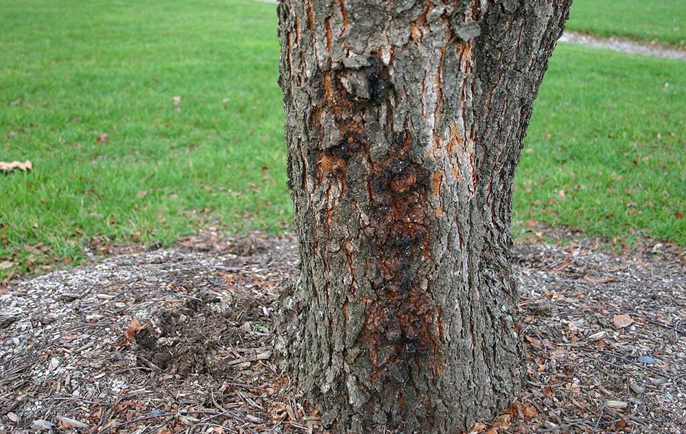 Ceratocystis Canker (Mallet Wound Canker) of Almond