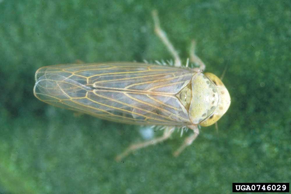 Adult beet leafhopper (Circulifer tenellus)