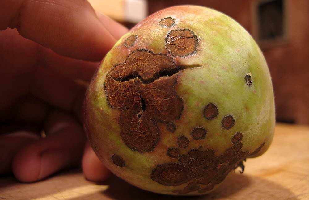 Apple Scab at Advanced Stage of Infection with Cracking