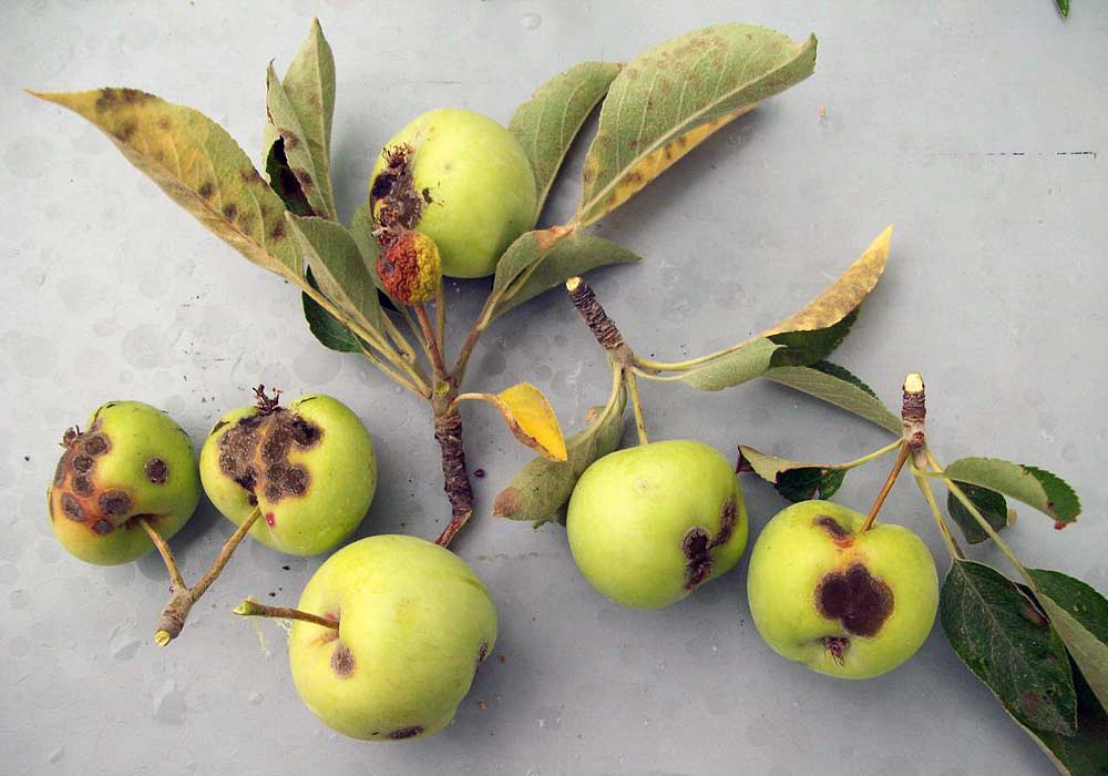 Apple Scab at Various Stages of Development