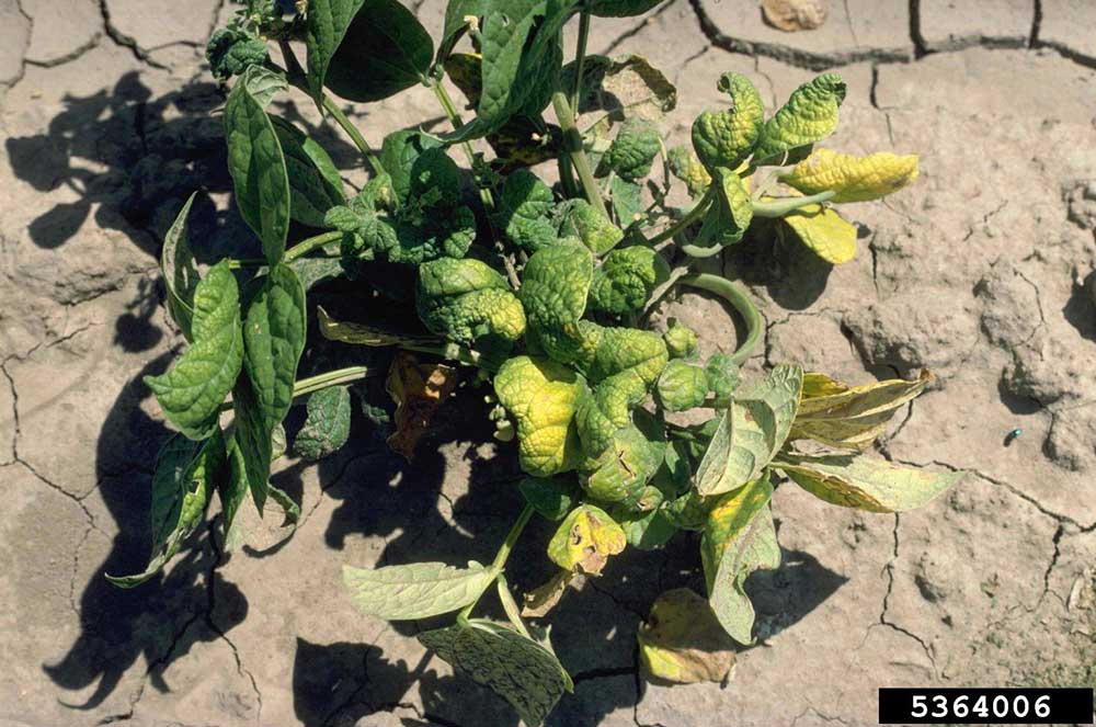 Bean plant infected with beet curly top virus (BCTV)