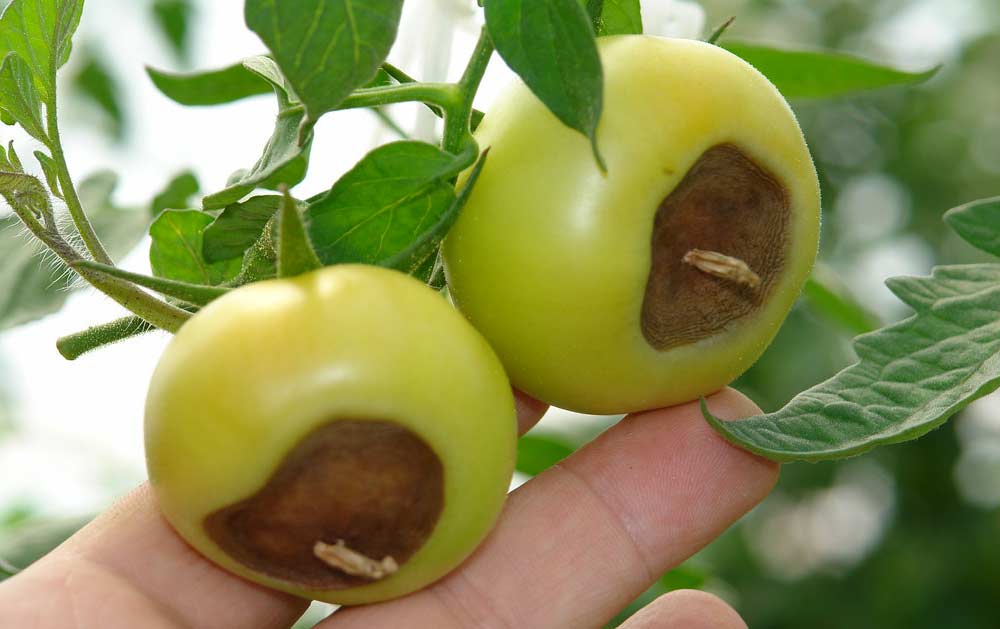 Blossom End Rot on Tomatoes