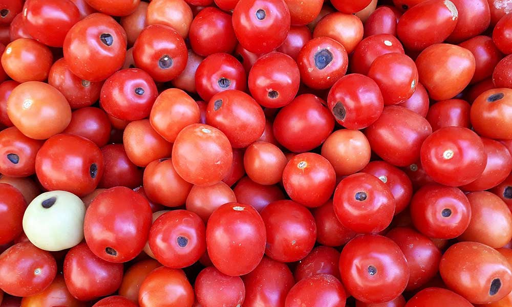 Mild Case of Blossom End Rot in Tomatoes