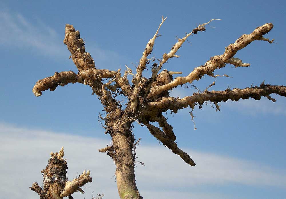 Clubroot symptoms