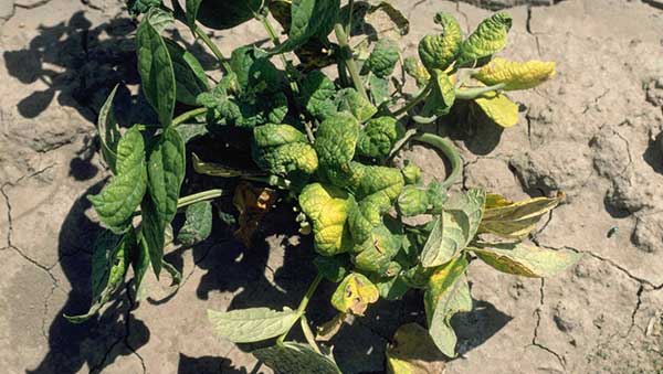 Curly Top Disease - Fusion 360