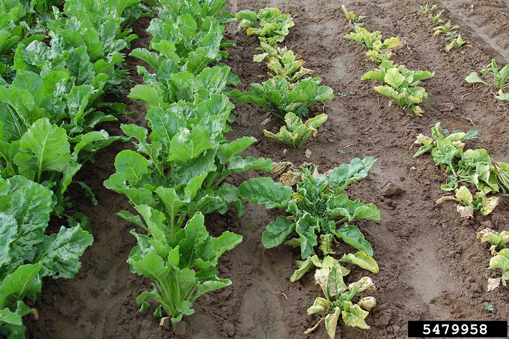 Sugar beets resistant to BCTV adjacent to beets infected with BCTV