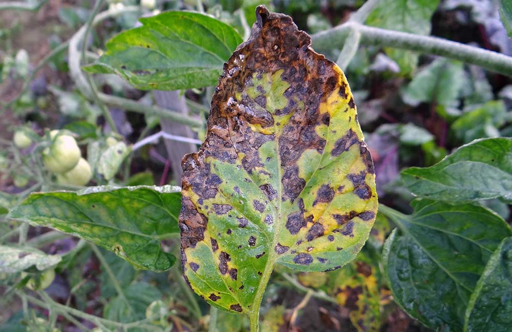 Early Blight - Advanced Symptoms on Tomato Leaf