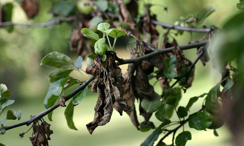 Apple Tree Branch with Fire Blight