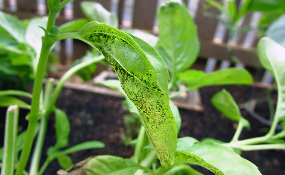 Downy MIldew on Basil