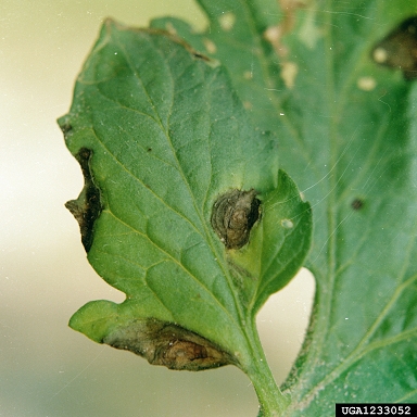 Early Blight - Initial Symptoms