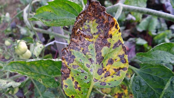 Early Blight Of Potatoes Tomatoes Causes Symptoms Treatments Fusion 360,Severe Macaw Baby