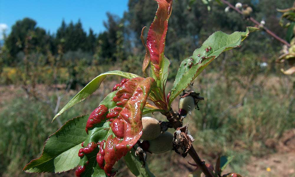 Taphrina deformans leaf curl disease of peach
