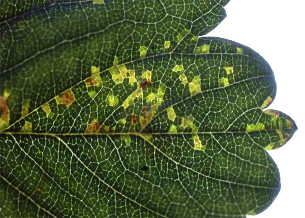 Angular Leaf Spot of Strawberry