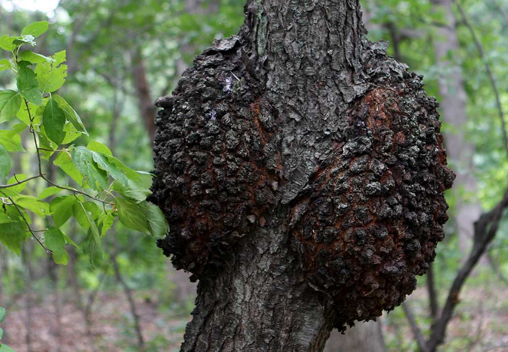Black Cherry Tree Infected with Black Knot Disease