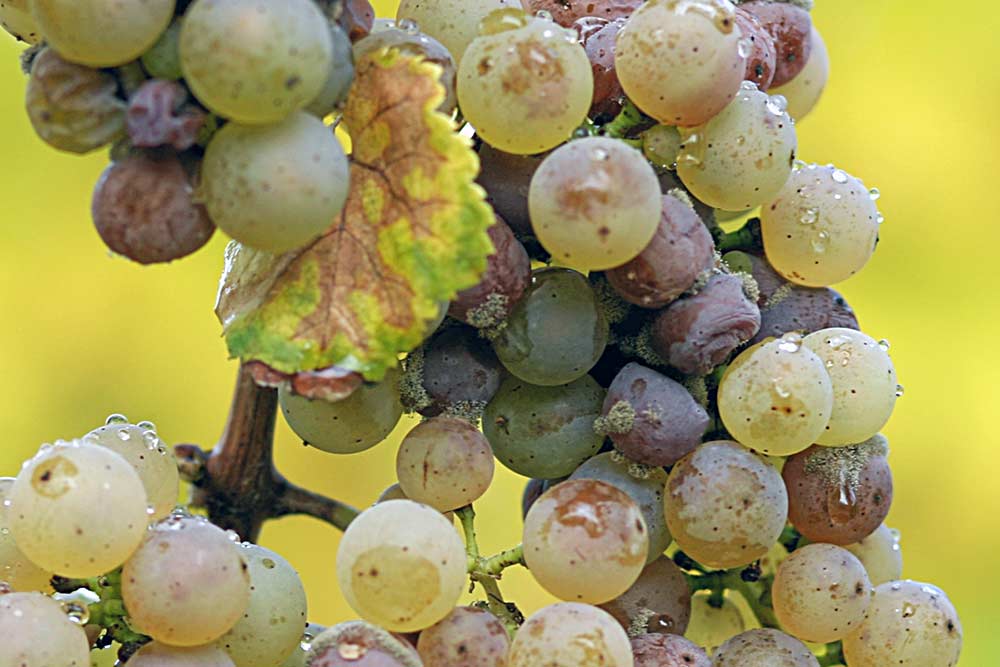 Riesling Grapes Infected with Gray Mold / Botrytis Blight