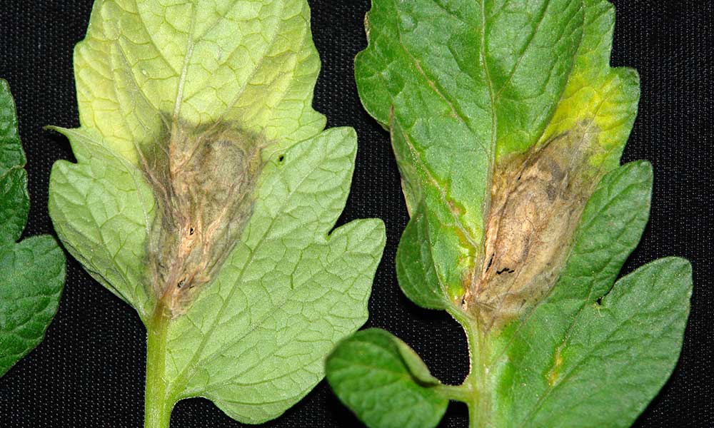 Tomato Leaves Infected with Gray Mold / Botrytis Blight