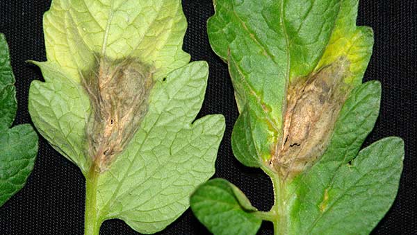 Gray Mold / Botrytis Blight – Symptoms, Causes & Treatments | Fusion 360