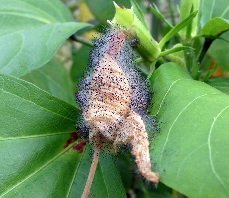 Hibiscus with Gray Mold / Botrytis Blight