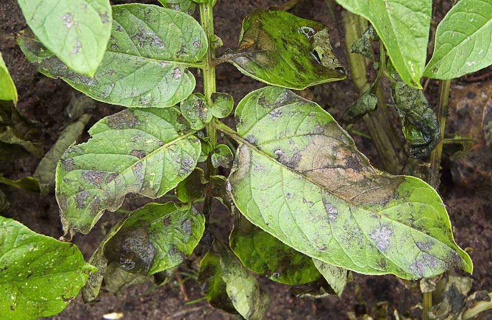 Potato Plant Infected with Late Blight