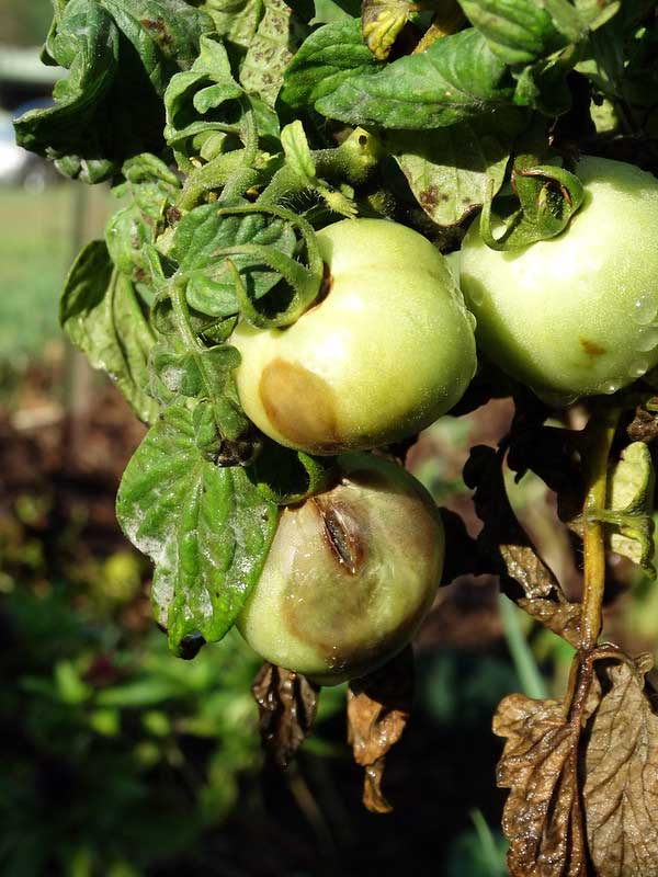 Tomato Plant Infected with Late Blight Disease