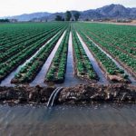 Phoma Basal Rot of Romaine Lettuce